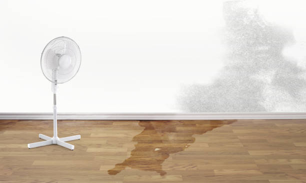 Best Mold removal after water damage  in Withamsville, OH